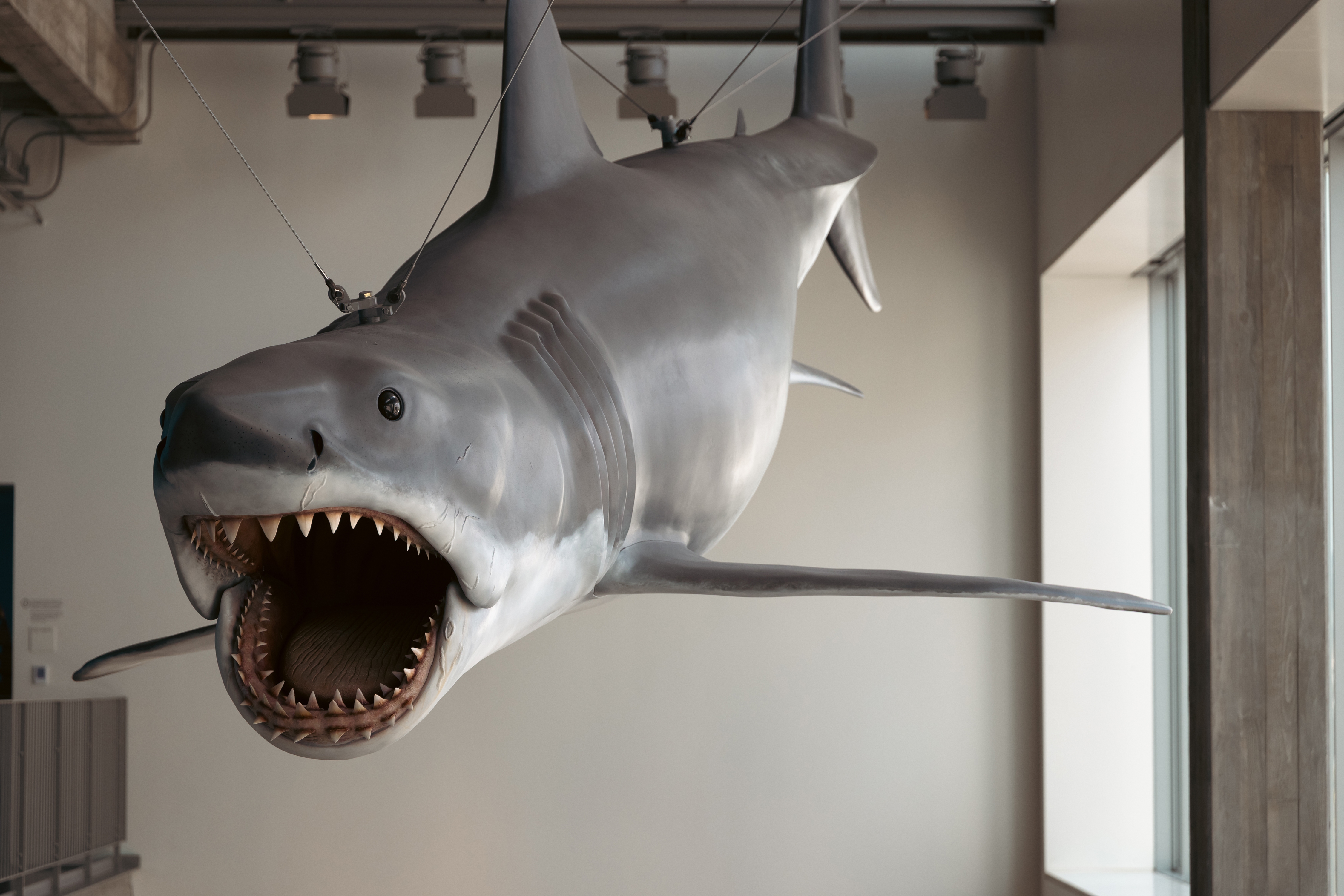 The only remaining shark made from the original mold for <em>Jaws</em> is on display at a new exhibit at the Academy Museum of Motion Pictures in Los Angeles. NPR